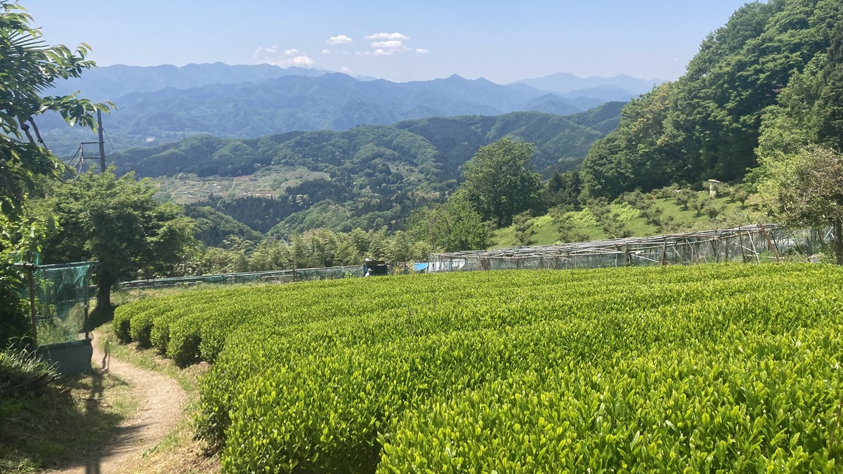 茶畑の奥に山に囲まれた村がある。