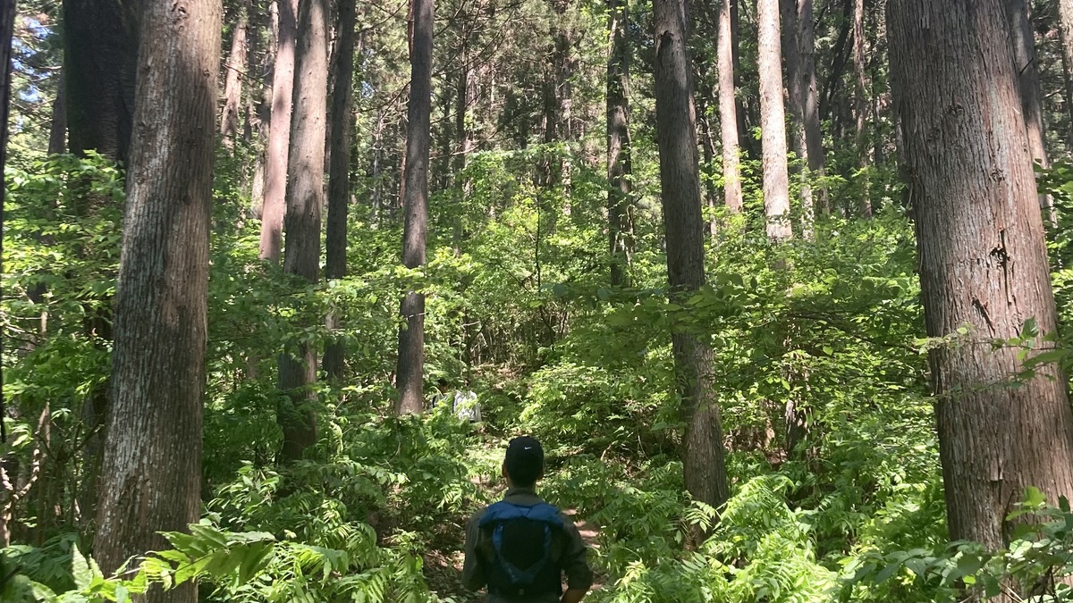 森林の中を男性が歩いている。