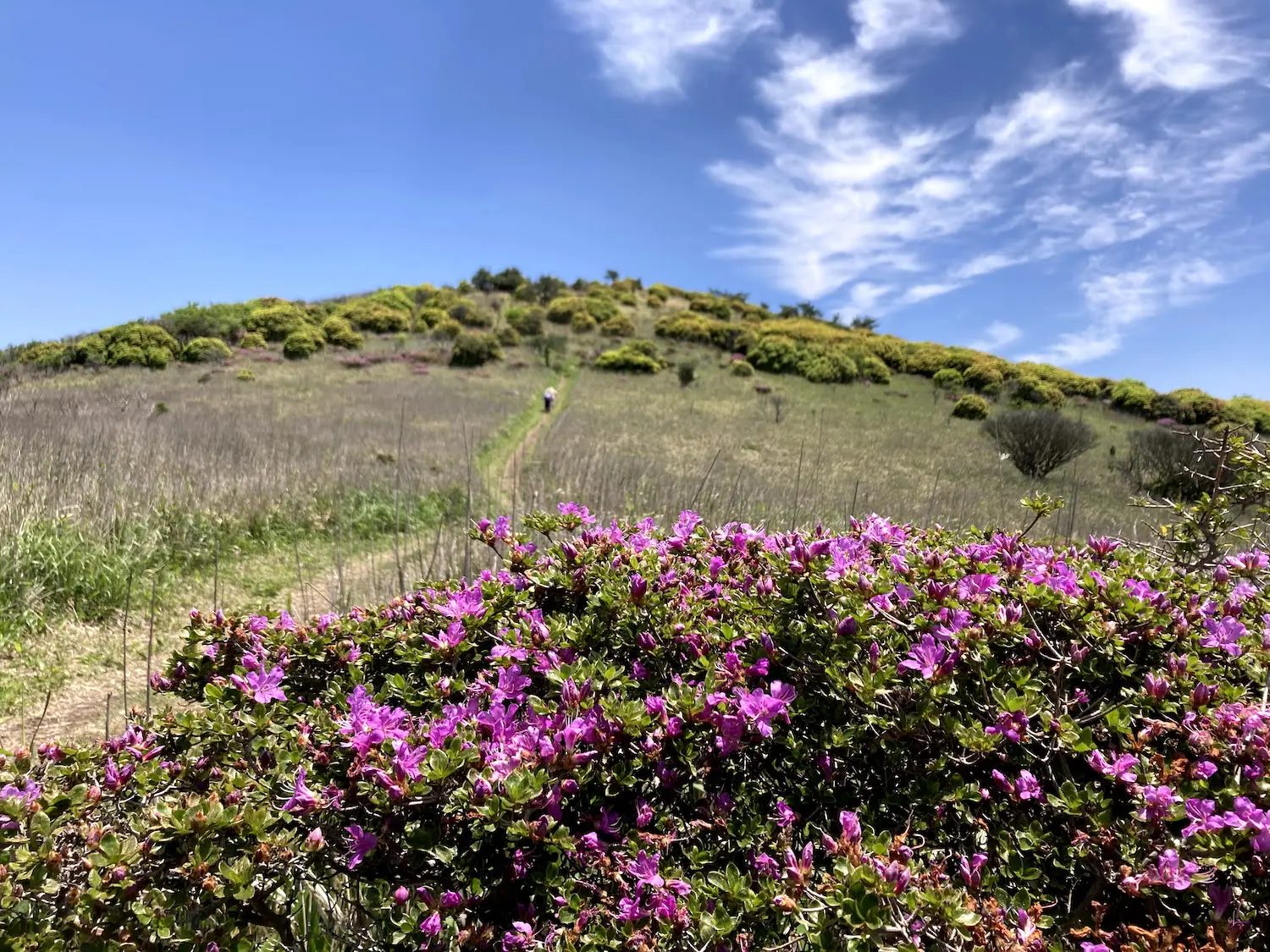 花が咲く山