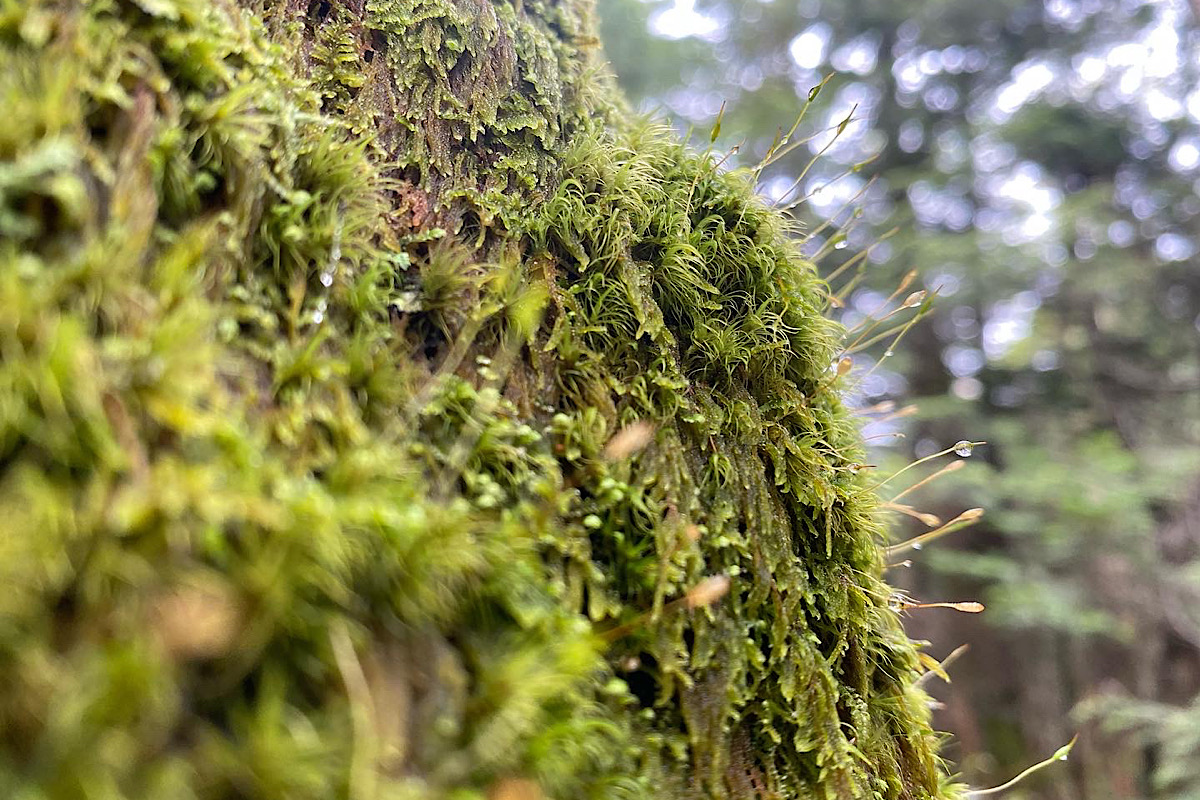 苔の花