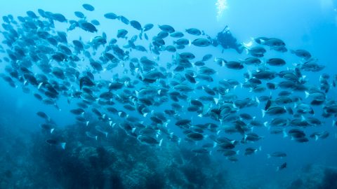 回遊魚の大群に囲まれる快感！梅雨の海って実はダイビング日和なんです