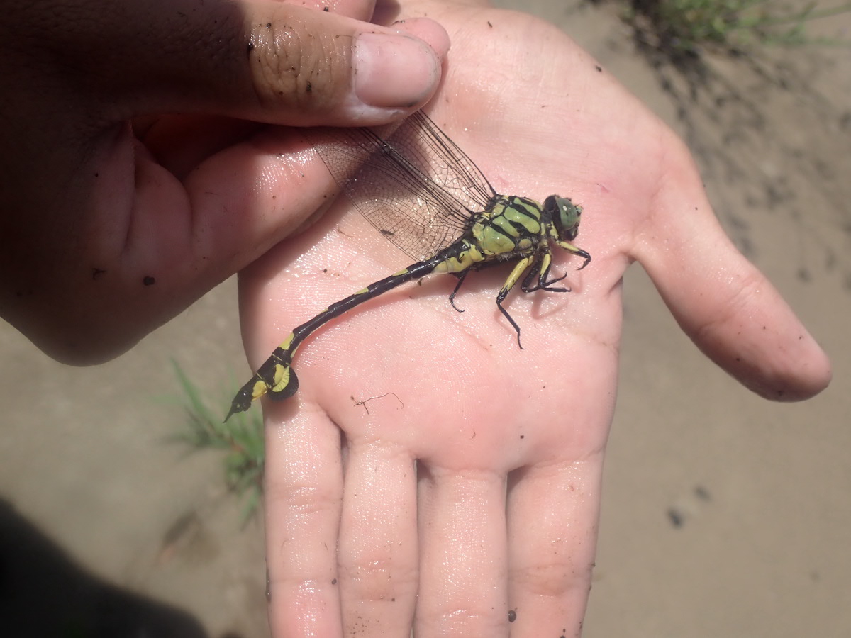 ウチワヤンマ成虫