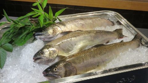 流通量0.3％の幻のサクラマスを養殖！高級魚をサスティナブルに生産する会社「Smolt」の取り組み