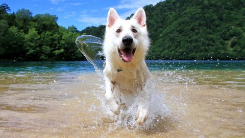 夏真っ盛り！水難救助犬の基礎訓練を応用した水遊びをご紹介【災害救助犬コアと家族の日記 Vol.3】