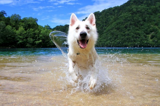 夏真っ盛り！水難救助犬の基礎訓練を応用した水遊びをご紹介【災害救助犬コアと家族の日記 Vol.3】