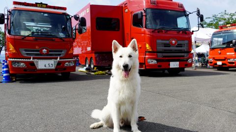 台風シーズン…もしものとき、犬との避難で必要なこととは【災害救助犬コアと家族の日記Vol.2】