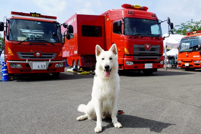 台風シーズン…もしものとき、犬との避難で必要なこととは【災害救助犬コアと家族の日記Vol.2】