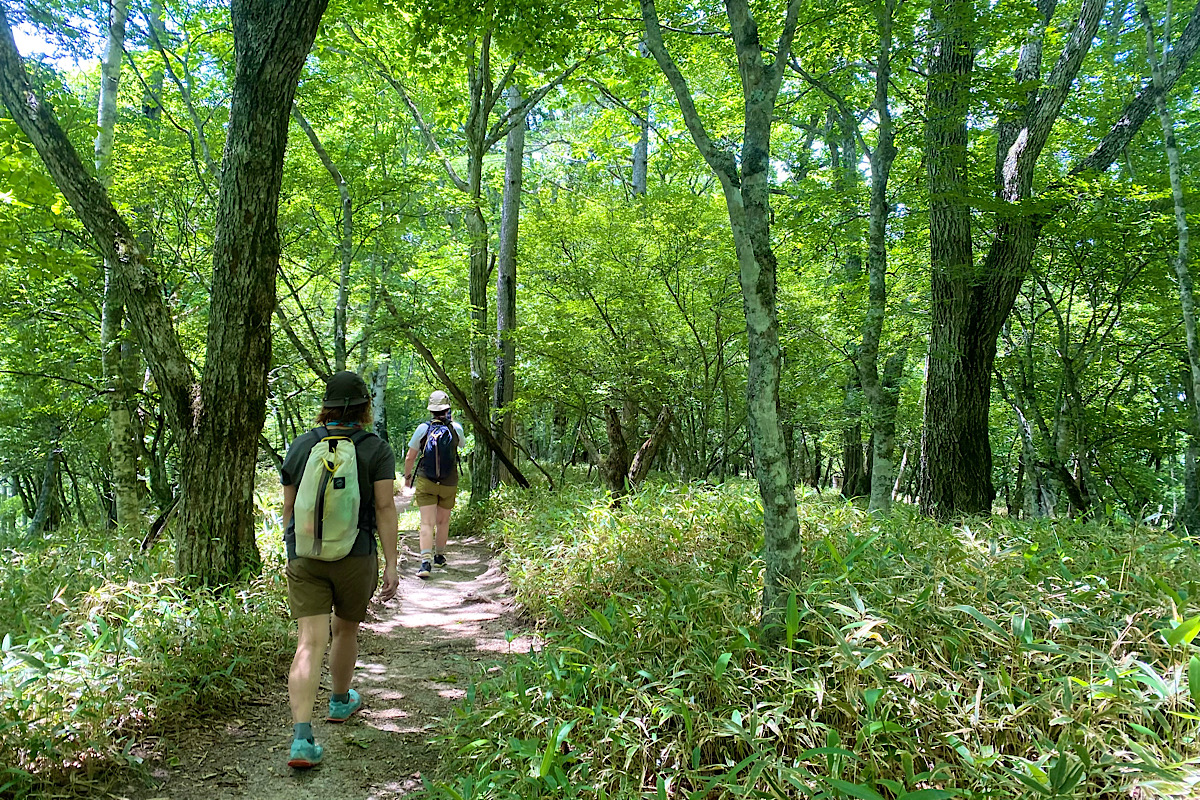 山頂近くの緩やかな登山道