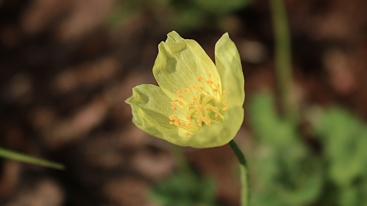 黄色い固有種のお花が咲いている。