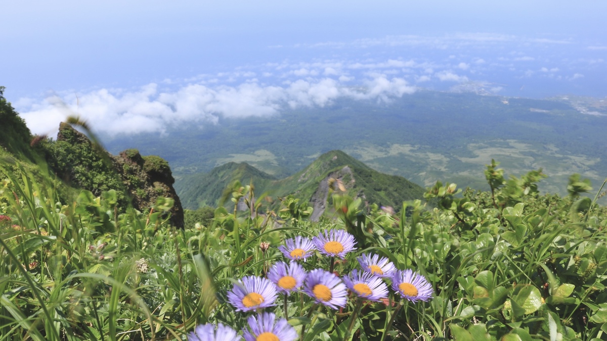 稜線上に紫色のお花が咲いている。