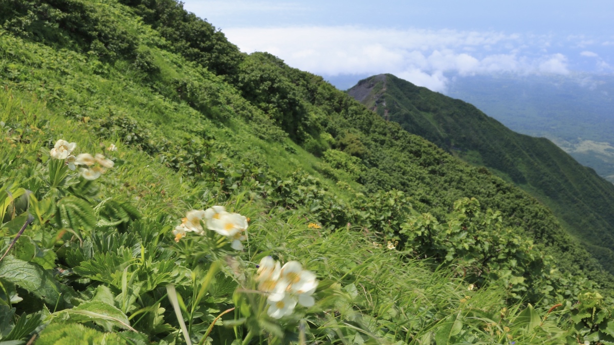 白いお花が山の稜線沿いに強風に吹かれながら咲いている。