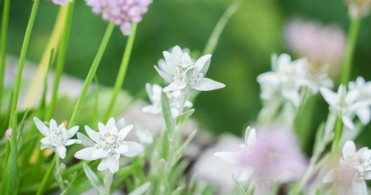一生に一度は訪れたい！幻の花「エーデルワイス」に出会えるスイスの