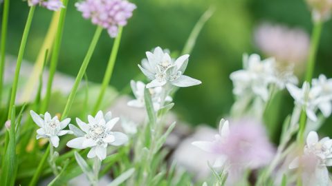 一生に一度は訪れたい！幻の花「エーデルワイス」に出会えるスイスの高山植物園