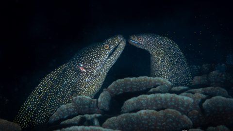 知られざるウツボの写真も！夏の海中、生物たちの産卵行動を激写