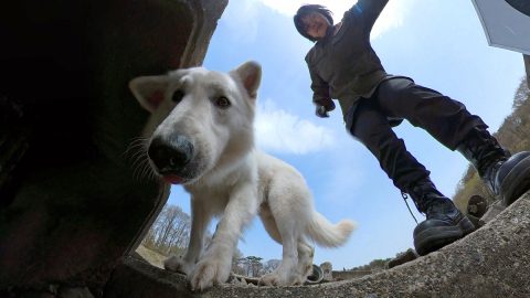 災害救助犬は日ごろどんな訓練をしているのか【災害救助犬コアと家族の日記 Vol.4】