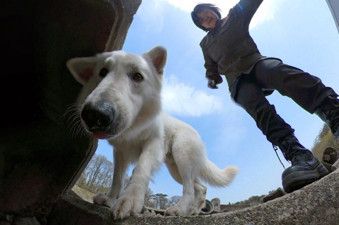 災害救助犬は日ごろどんな訓練をしているのか【災害救助犬コアと家族の日記 Vol.4】