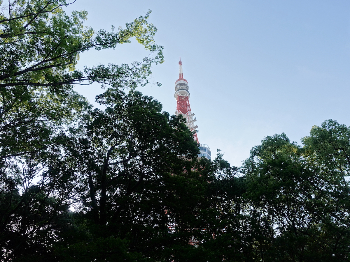 芝公園内の木陰から望む東京タワー。