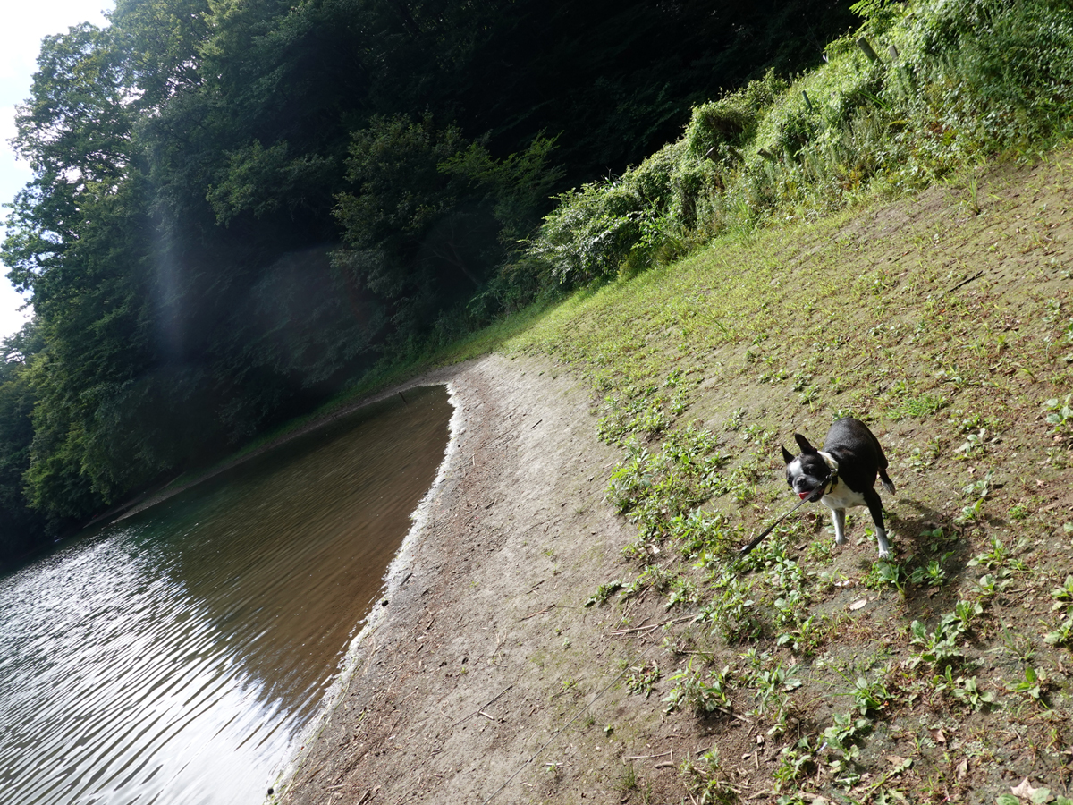 湖畔で見守る愛犬