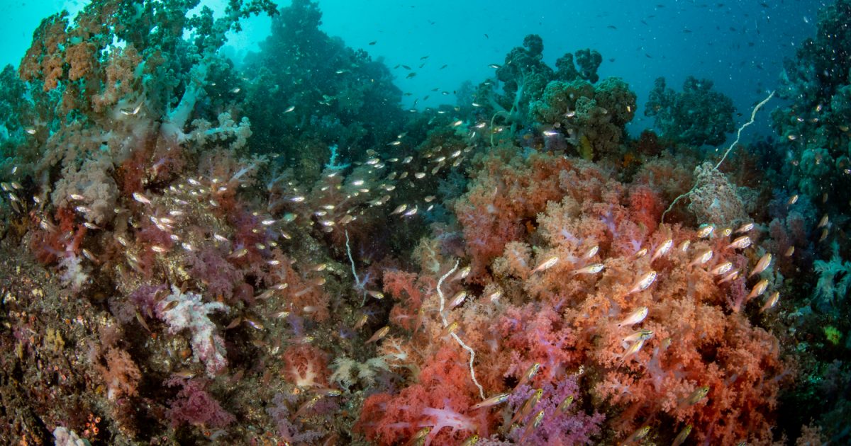 水中写真家が解説！佐賀の海は国内トップクラスの秘境だ | 海・川