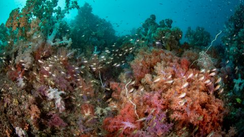 水中写真家が解説！佐賀の海は国内トップクラスの秘境だ