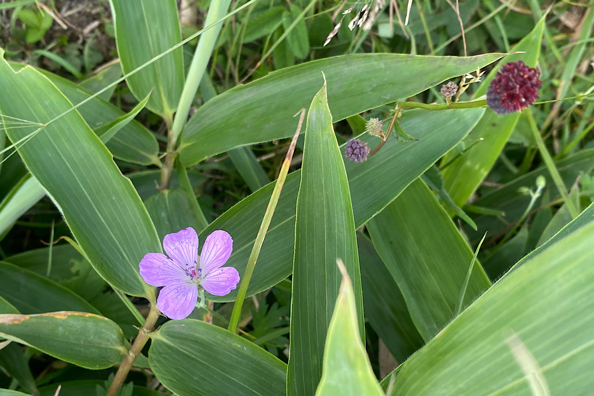 途中で見かけた花