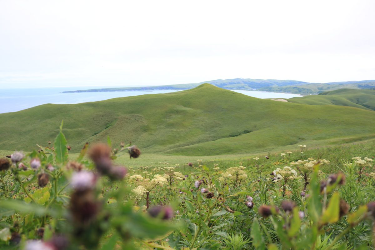 草原に高山植物が広がっている。