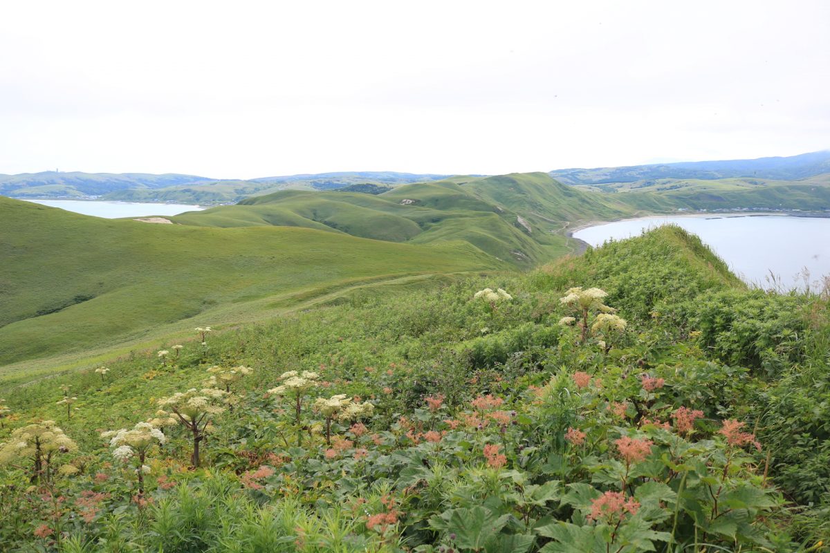 草原と高山植物が広がっている。