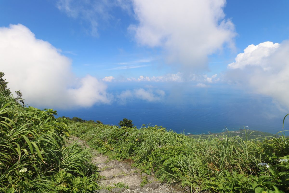 草が生い茂った道と海が見えている。