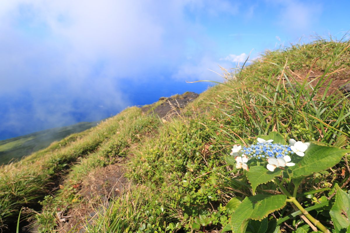 山の斜面に花が咲いている。