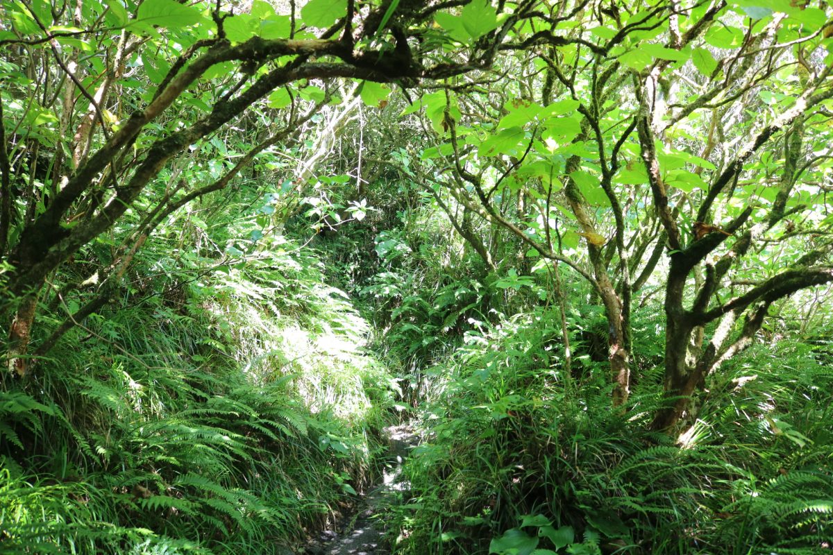 緑が生い茂る道が続いている。