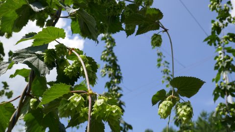 雨にも負けず、うどんこ病にも負けず。ホップを100年以上育て続けるサッポロビールの熱意