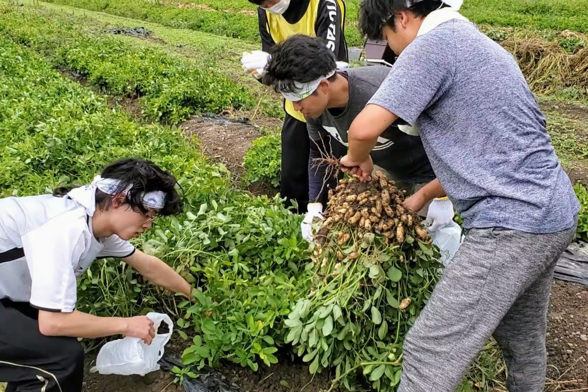 地域の農家の畑で収穫を体験。