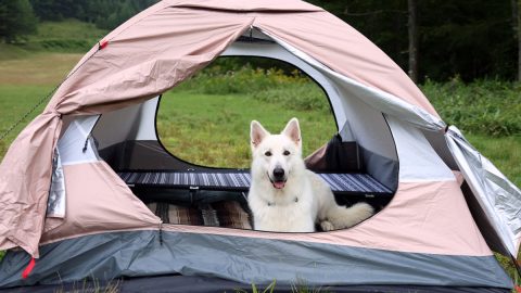 「愛犬とデュオキャンプ」の魅力とは？棚田キャンプ場レポも必見【災害救助犬コアと家族の日記 Vol.5】