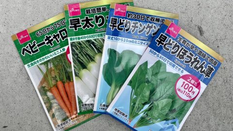 ダイソーの「野菜の種」って本当に育つ？農家がおすすめする秋冬野菜3選