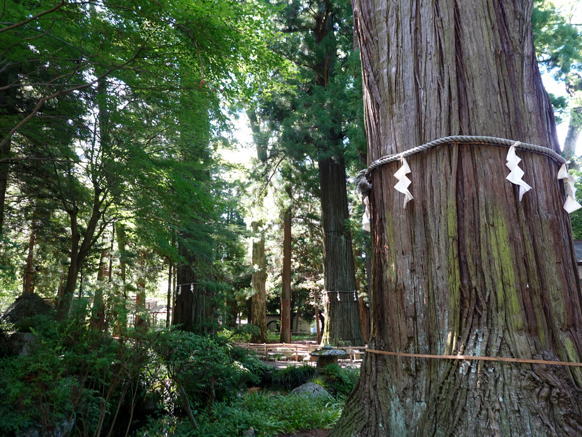 天然記念物の七本杉