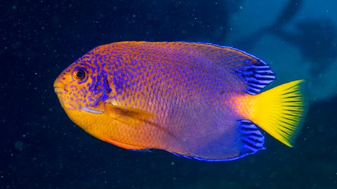 八丈島は黒潮の通り道！ ウミガメや美しい魚の水中写真をご覧あれ