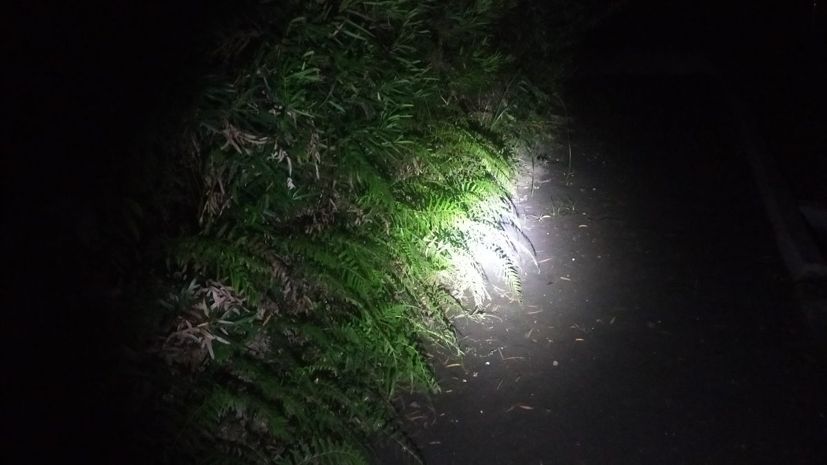 LED点灯で足元を照らした様子。暗闇の中に草が浮き上がったように照らされている。