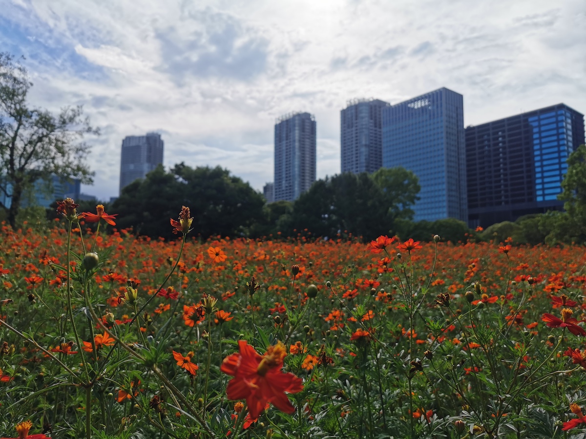 都心にあって季節の花々を楽しめるのも魅力。