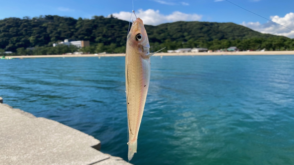 釣れたキス