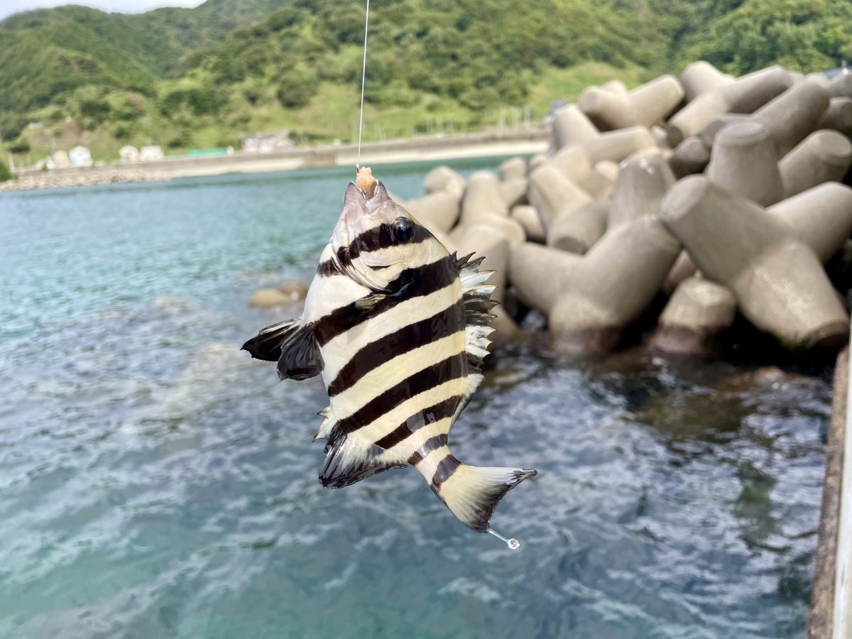 釣れた魚