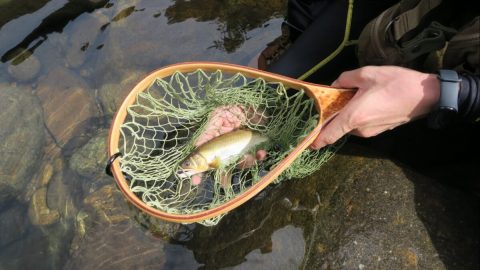 いま話題の「鮎ルアー」とは？ルアーを使った鮎の釣り方や注意点を解説