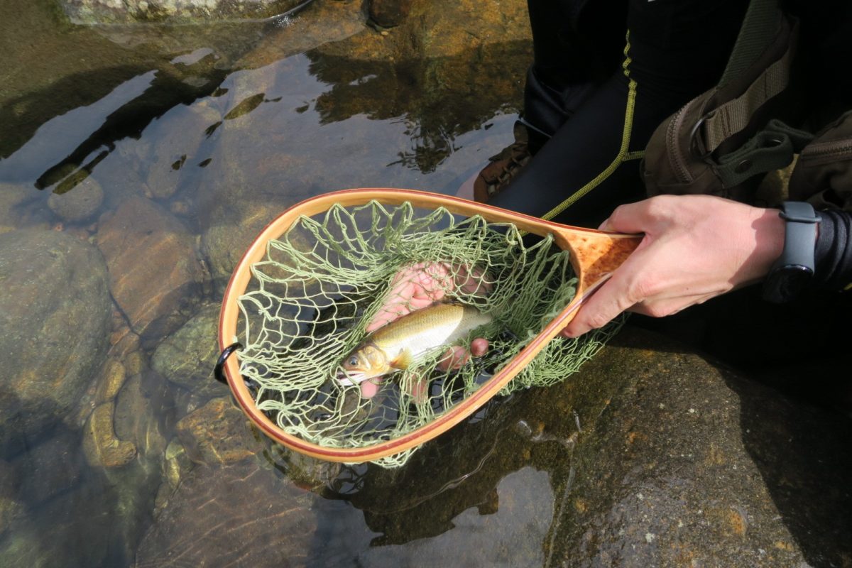 筆者が釣り上げた鮎。