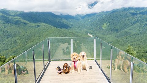 愛犬と自然を楽しむ旅へ！ドッグフレンドリーな「白馬岩岳マウンテンリゾート」が最高だった