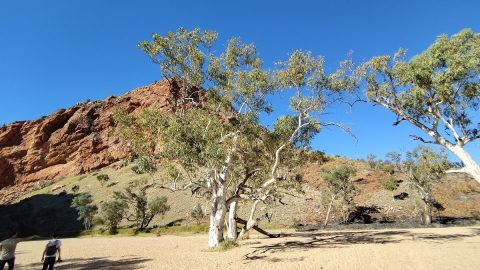「逆さま川」の謎に迫る！オーストラリアの砂漠地帯に巨木が生える驚きの理由