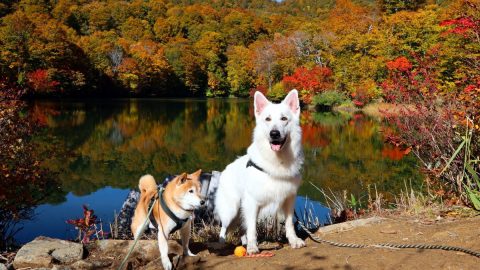 小谷村「勝手に観光大使」の柴犬メルと行く秋の里山の旅・前編【災害救助犬コアと家族の日記 Vol.8】