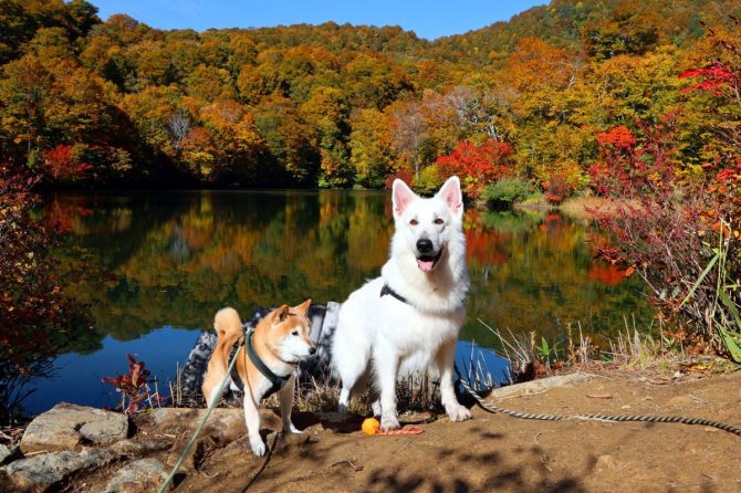 小谷村「勝手に観光大使」の柴犬メルと行く秋の里山の旅・前編【災害救助犬コアと家族の日記 Vol.8】