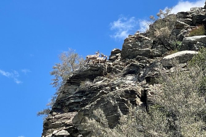 崖の上からハイカーを見下ろす野生の山羊。