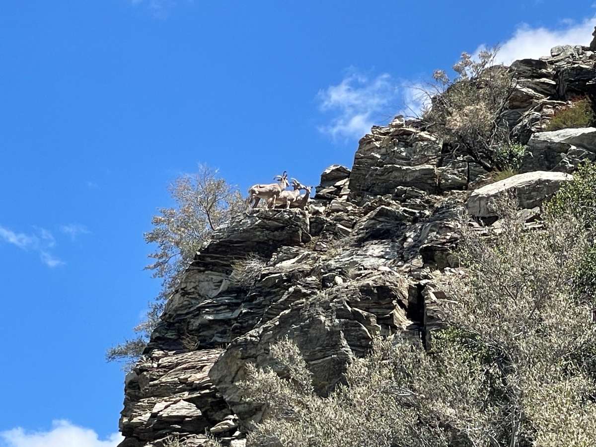 崖の上からハイカーを見下ろす野生の山羊。