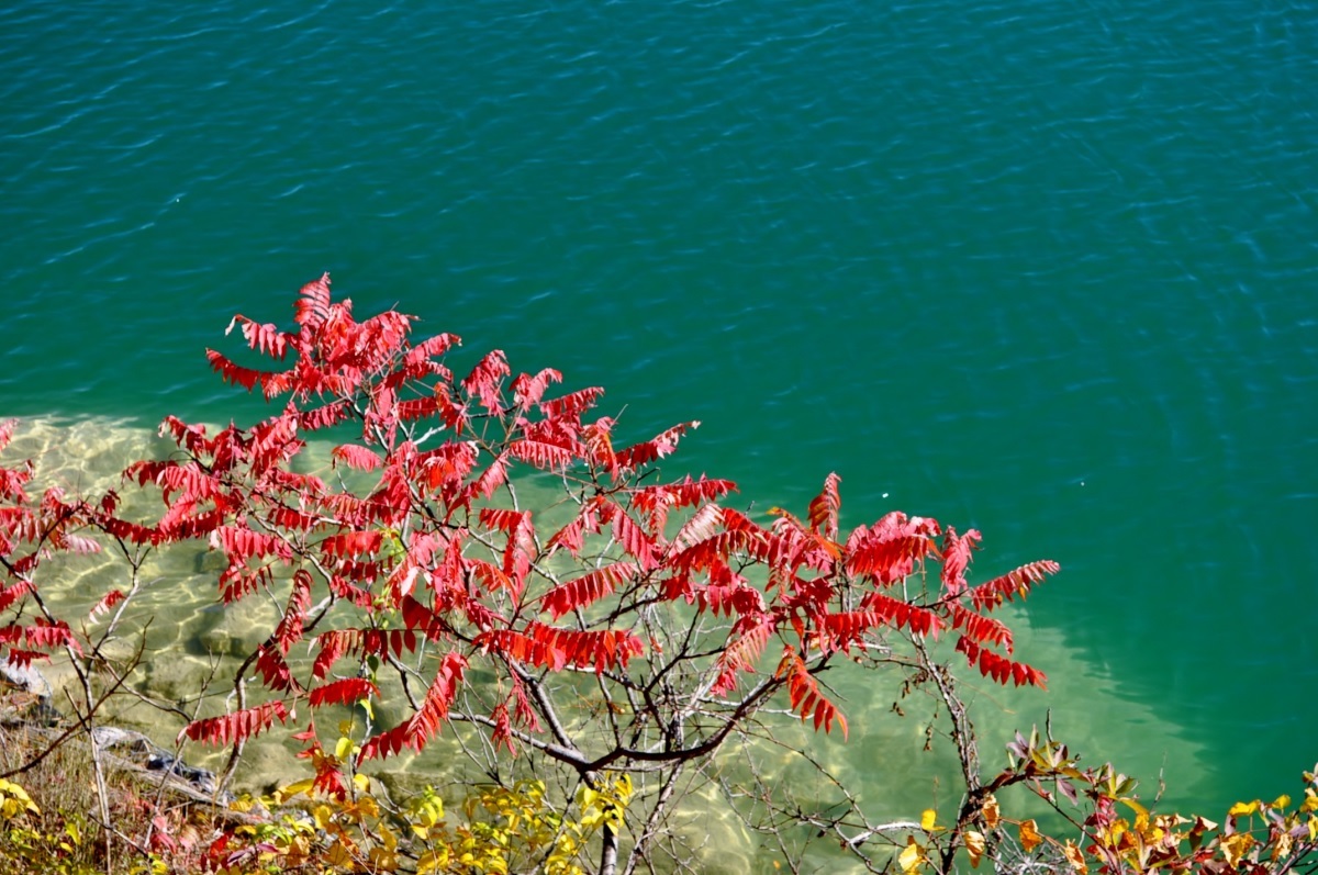 鮮やかな赤い葉っぱが緑の湖に映える。