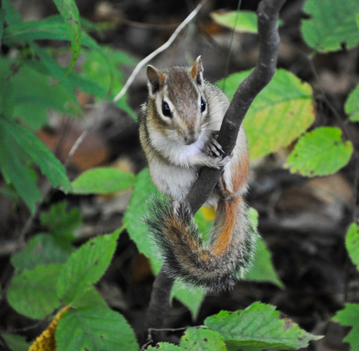 木の枝にしがみついてこちらの様子を伺っているシマリス。